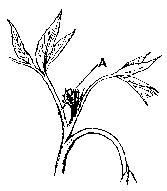 Illustration:The shoot may or may not produce female flowers. If sufficient carbohydrates are present, the female flowers will form (differentiate from vegetative tissue) in the very early stages of growth in the spring, while still under the primary bud scale. Four to 6 weeks later the female flowers become visible (A)